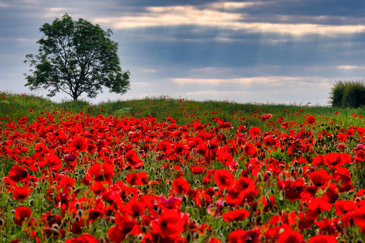 poppies, field, yorkshire, sun rays, summer, god rays, remembrance day, lone tree, summer field, red, poppy, moody sky, british, fresh, seasonal, light, nature, landscape, beautiful flowers, flower, remembrance day, remembrance day, flower wallpaper, remembrance day, flower background, remembrance day, remembrance day